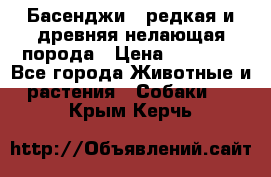 Басенджи - редкая и древняя нелающая порода › Цена ­ 50 000 - Все города Животные и растения » Собаки   . Крым,Керчь